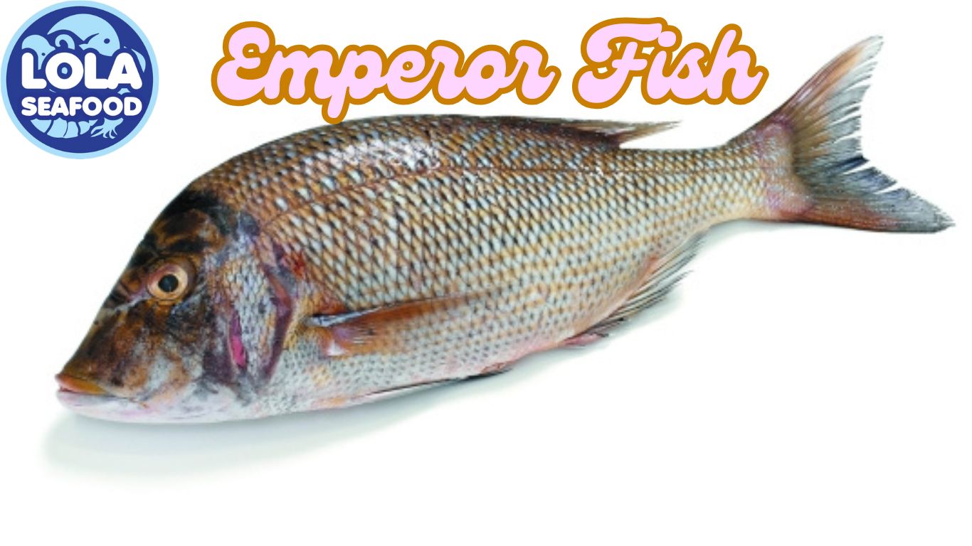 Emperor Fish